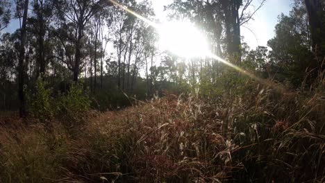 Haciendo-Zoom-En-La-Hermosa-Y-Alta-Hierba-Del-Bosque-De-Niligri,-India-En-Un-Día-Soleado---Amplia-Toma-Rodante