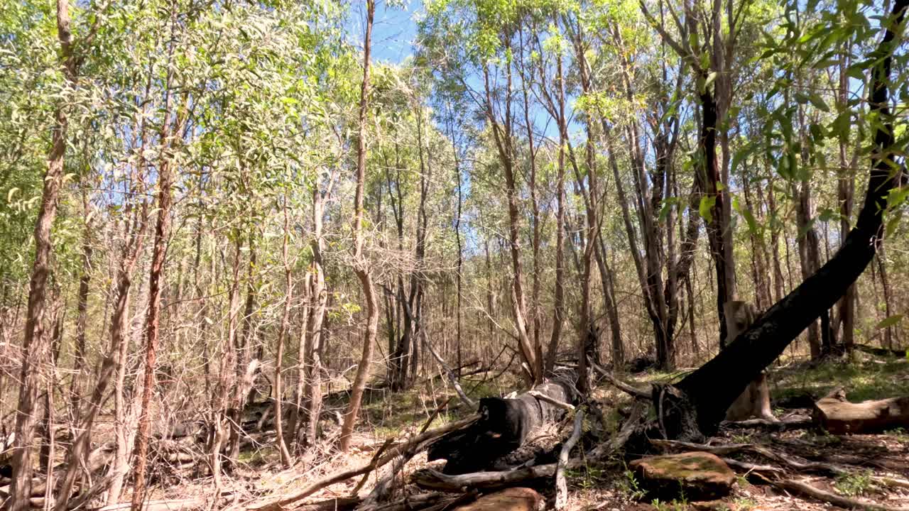 A peaceful stroll in a serene woodland setting