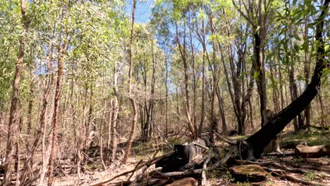 a peaceful stroll in a serene woodland setting