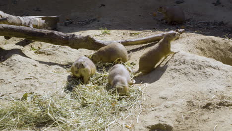 mexican prairie dogs feeding on hay at zoo on summer