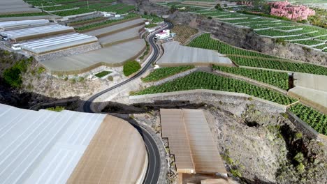 top view of banana farm in tenerife