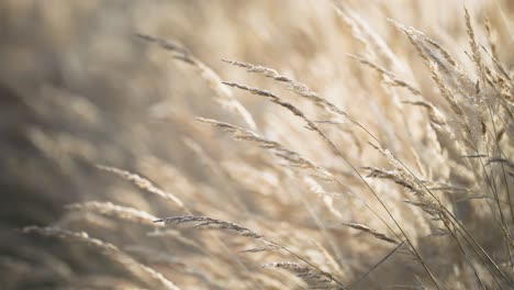 A-close-up-paralax-view-of-swaying-dry-grass-ears,-creating-a-serene-atmosphere-with-a-beautifully-blurred-background