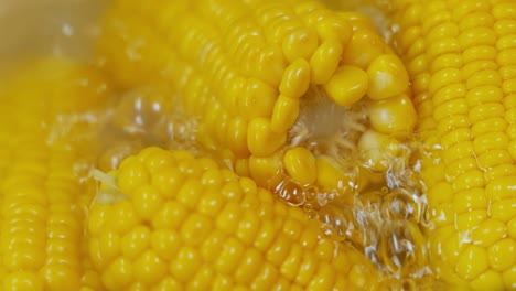 corn cobs in boiling hot water. maize has become a staple food in many parts of the world, with the total production of maize surpassing that of wheat or rice.