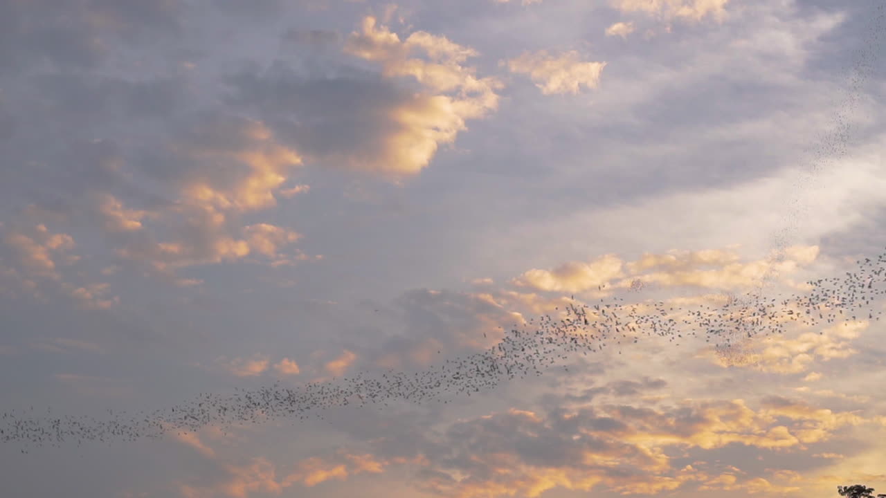 수백만 마리의 박쥐가 곤충을 사냥하기 위해 일몰에 태국의 동굴에서 쏟아져 나옵니다.