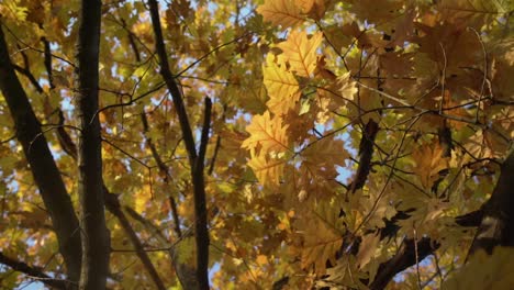 Hojas-De-Otoño-Anaranjadas-Y-Amarillas-En-El-Parque-Central-De-Cullen-Gardens-En-Whitby,-Canadá