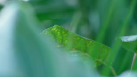 close-up of lush green leaves and grass