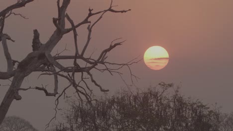 sunset during pantanal wildfire 2020
