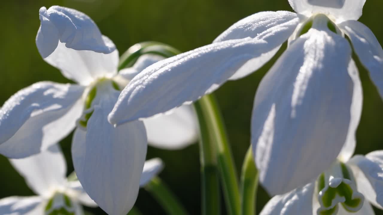 Vídeo en primer plano de flores blancas con enfoque en pétalos delicados