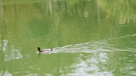 Eine-Duclair-ente,-Die-Auf-Einem-Teich-Schwimmt