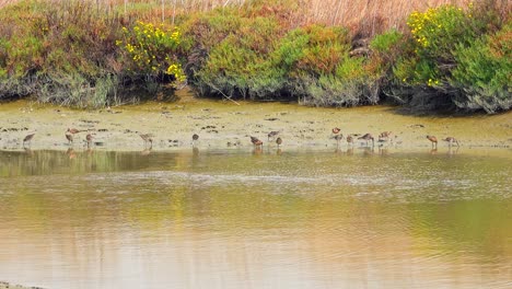 marbled godwit dipping their beaks in the waters edge feeding