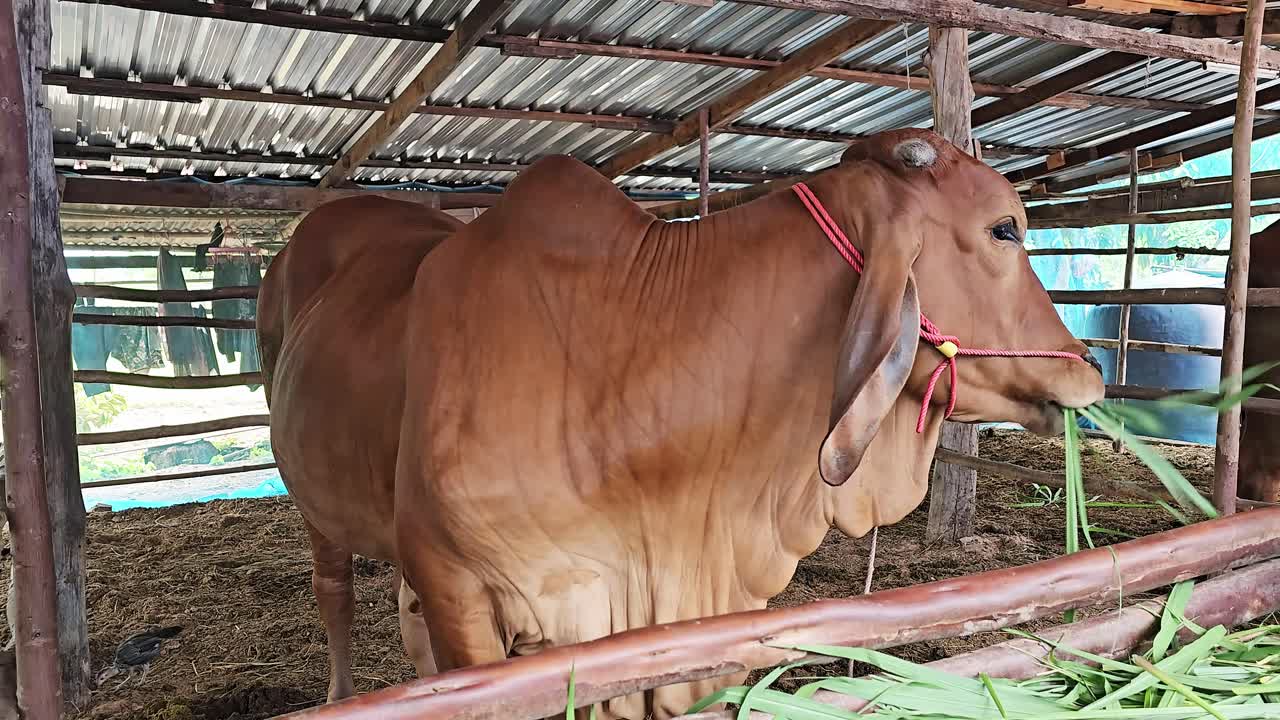 Petani memberi makan sapi, menyediakan nutrisi sepanjang hari dengan rumput melimpah.
