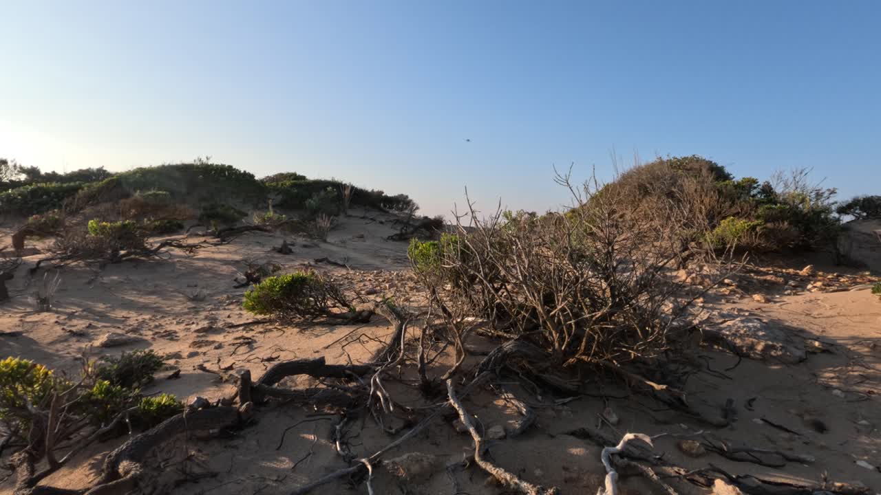 모래 언덕 과 식물 을 가로질러 산책 하는 것