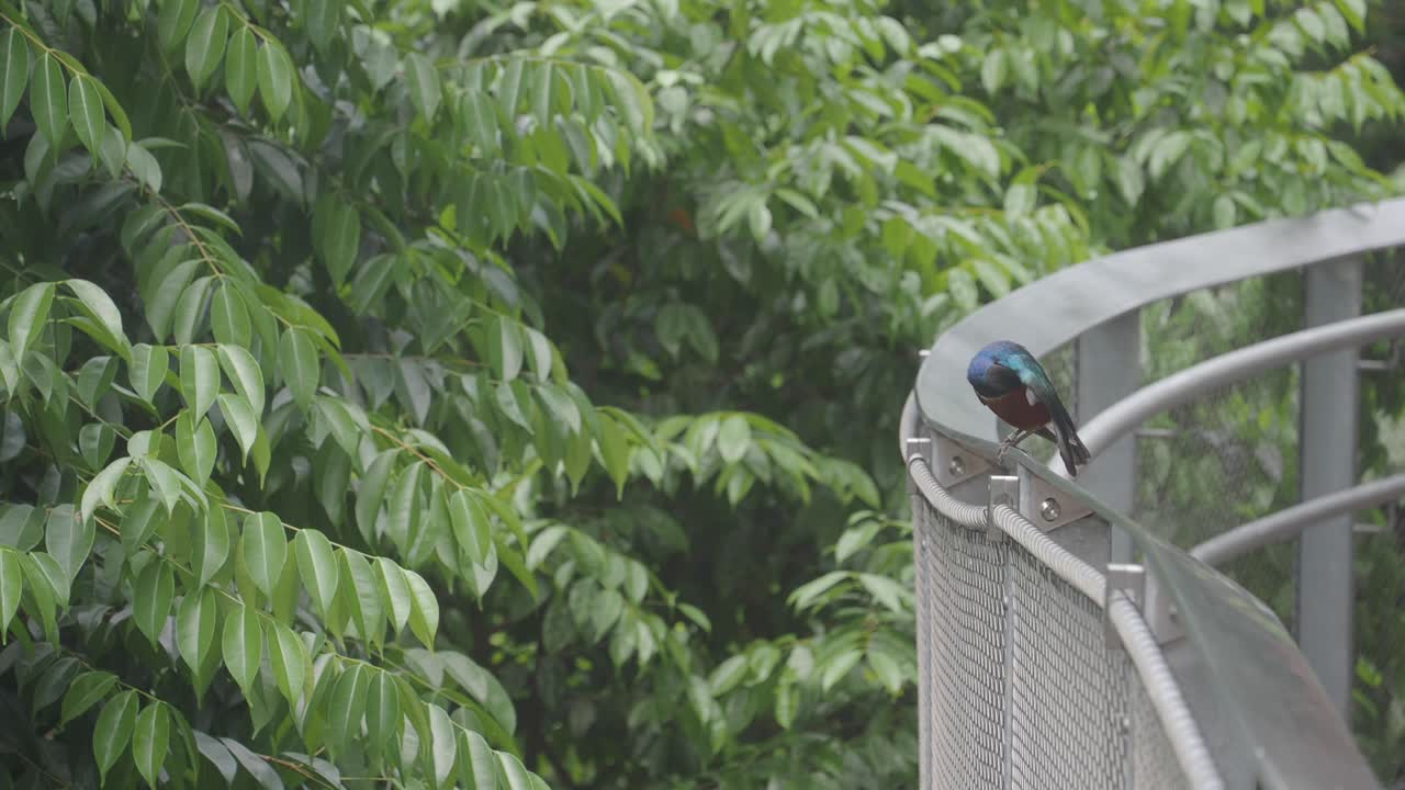 Superb Starling on a Fence