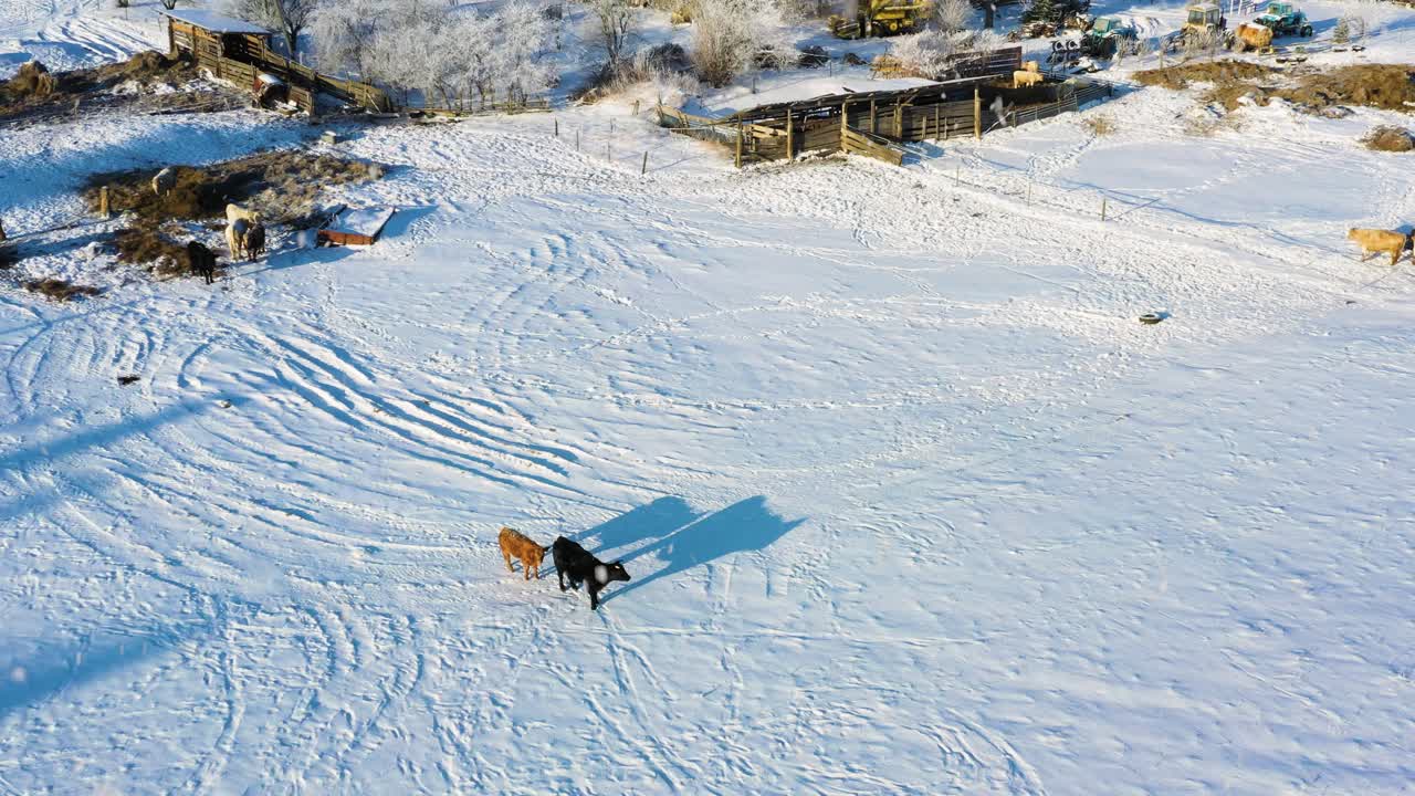 Fattoria rurale in inverno con mucche al pascolo all'aperto in un campo innevato in una soleggiata mattina d'inverno con nevicata in vista aerea