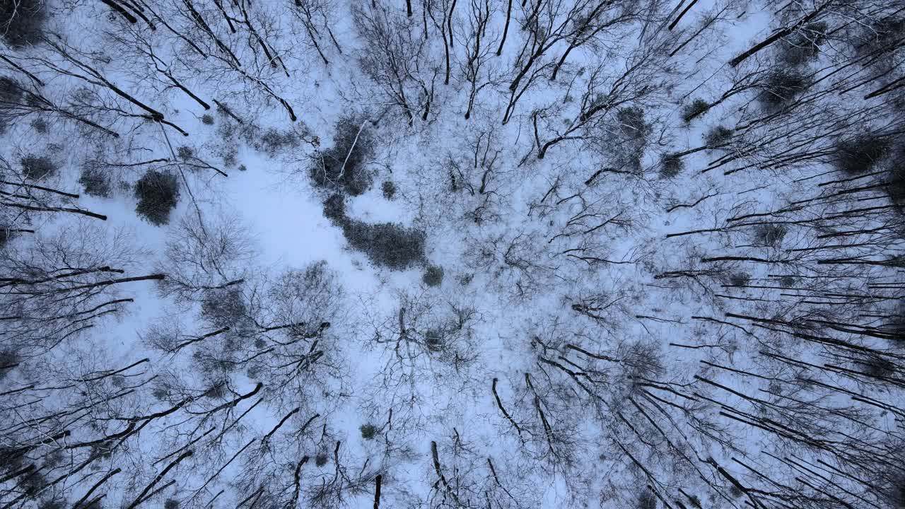Riprese aeree con drone di una chioma di alberi spogli e un suolo forestale innevato nella catena montuosa degli Appalachi durante l'inverno