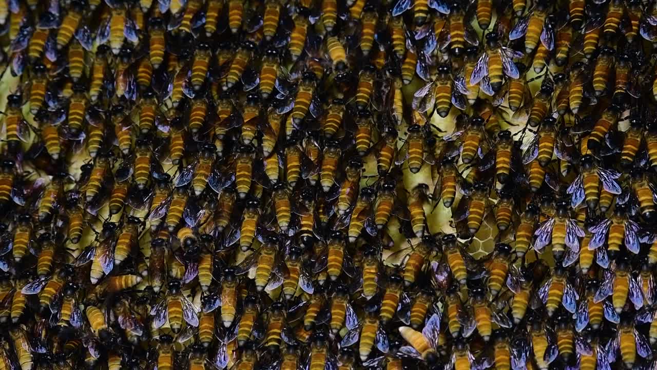 se sabe que las abejas melíferas gigantes construyen grandes colonias de nidos con bolsillos simétricos hechos de cera para almacenar miel como fuente de alimento.
