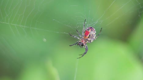 primer plano de una araña tejedora de orbes versicolor de alpaida comiendo una presa en su red