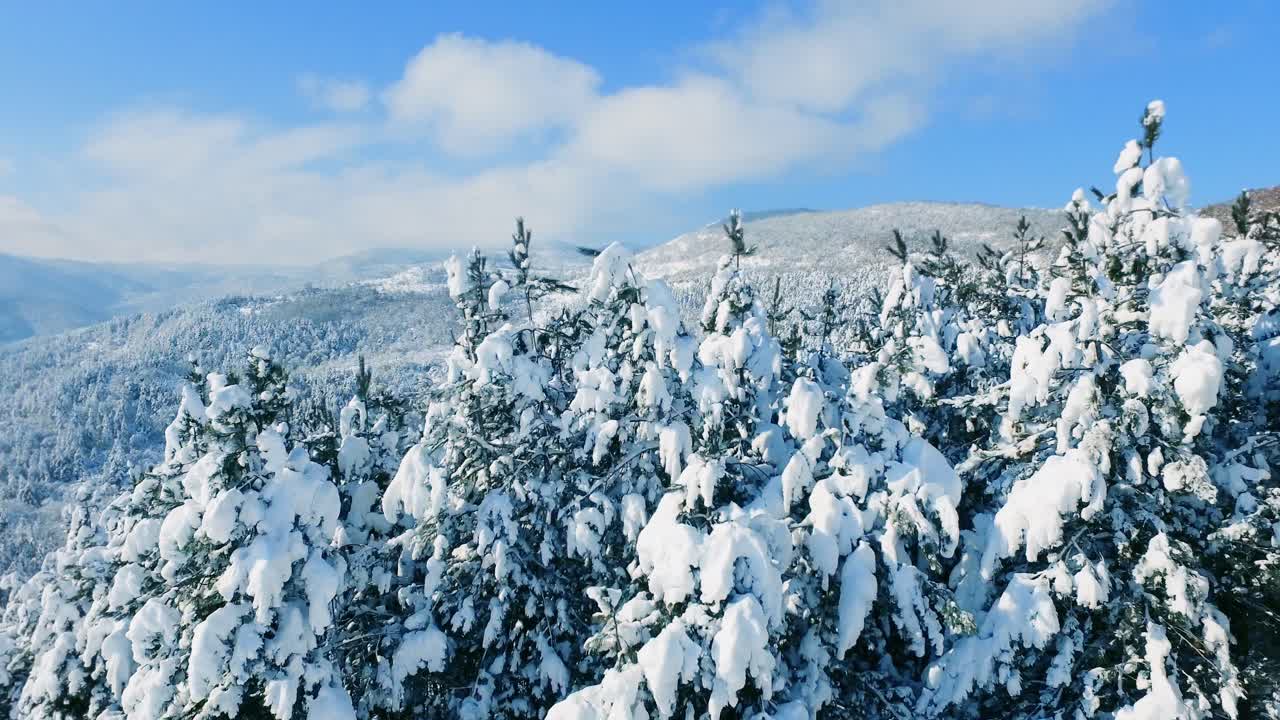 Snowy Mountain Forest Landscape