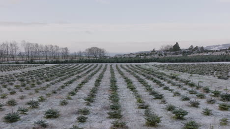 Rows-Of-Christmas-Tree-Seedlings-On-Farm-Field-With-Snow-At-Winter