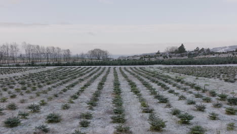 rows of christmas tree seedlings on farm field with snow at winter