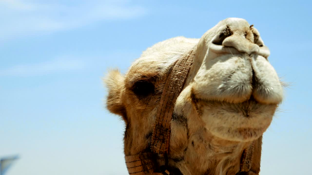 cabeza de camello en primer plano al aire libre