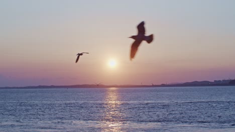 nice, beautiful, picturesque, calm and charming sunset in front of the sea with horizon, clouds, sun, seagulls, birds water and waves wide angle landscape panoramic view