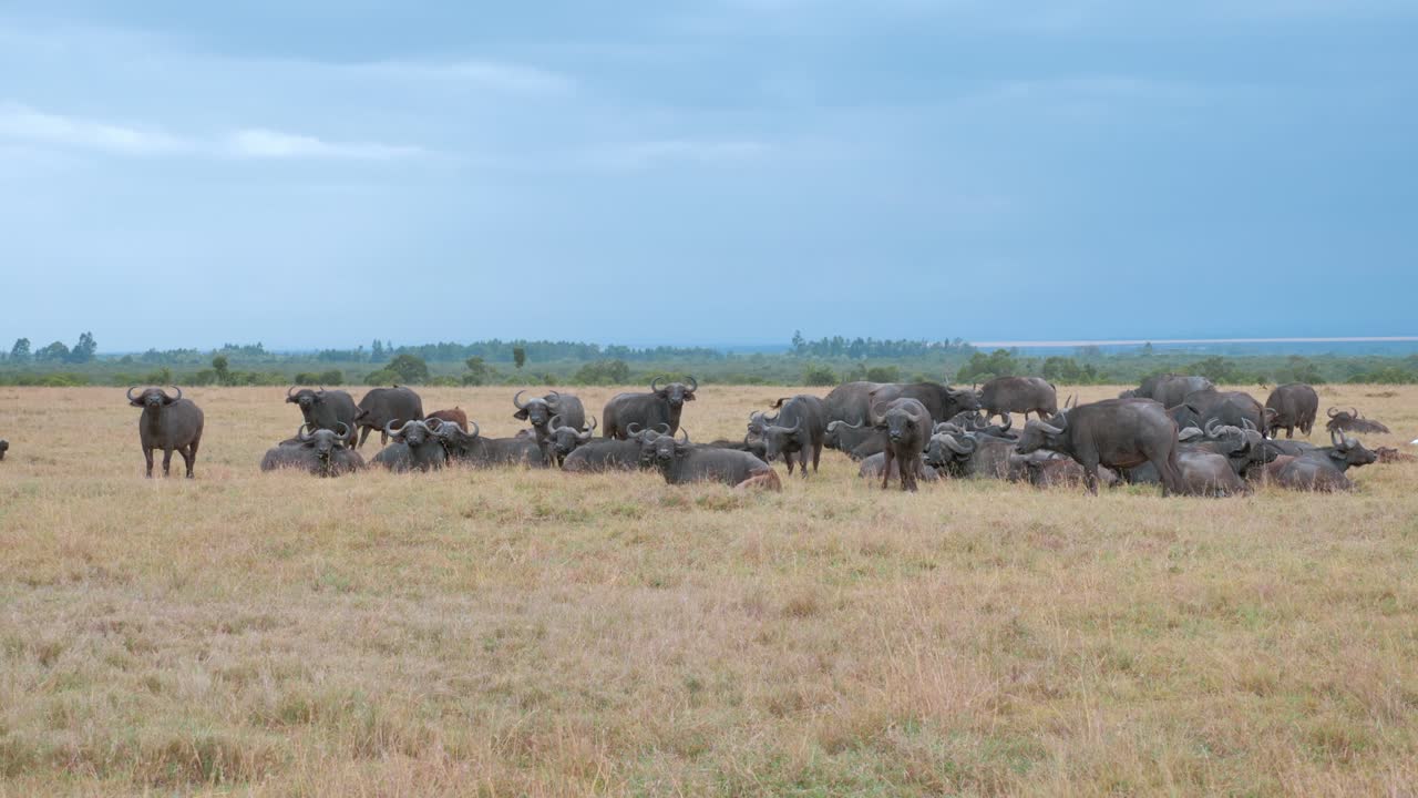 큰 아프리카 버팔로 무리가 아프리카 케냐의 키 큰 사바나 잔디에 가만히 서 있습니다.