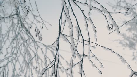 tree thin twigs covered with shining frost in winter wood