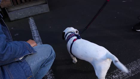 man petting a jack russell terrier dog