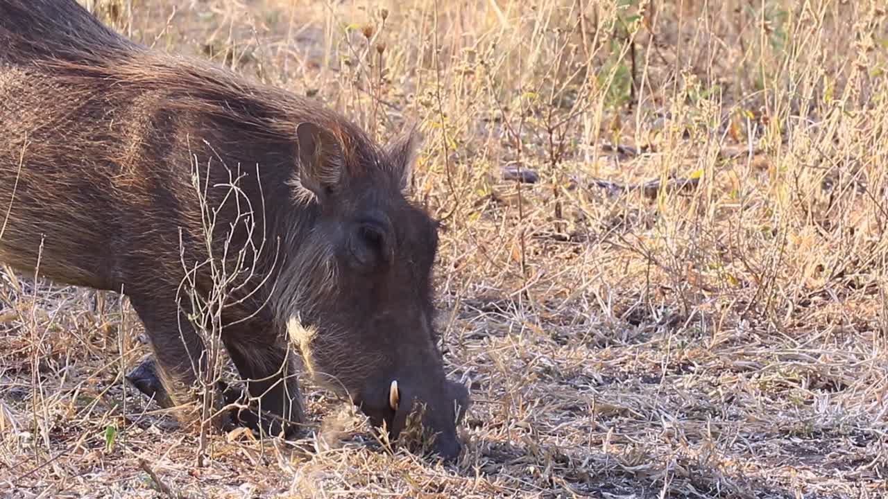 jabalí común con colmillos hocicos en el suelo de kalahari para la comida