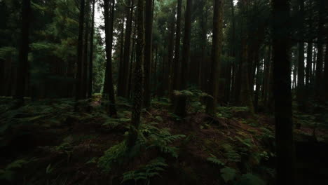 forward aerial of lone woman walking through dark forest at the azores