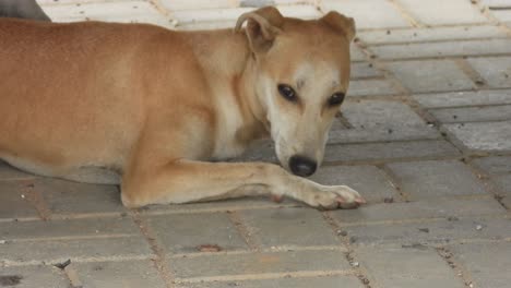 lonely street dog. looking for love