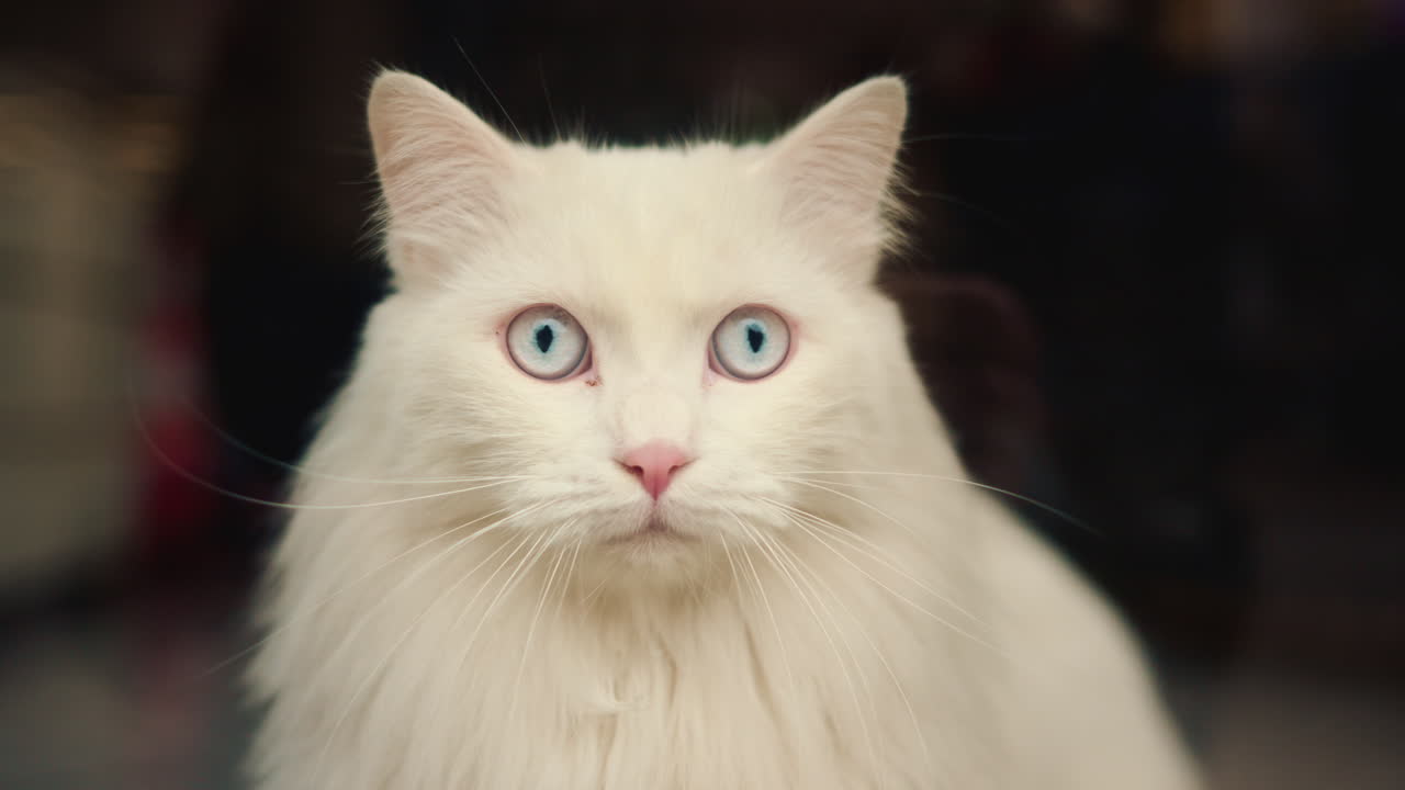 Ritratto di un gatto bianco a pelo lungo con occhi azzurri che guarda direttamente la fotocamera