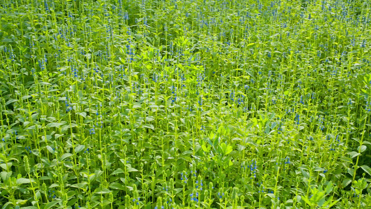 Chia crop with blue flowers swinging in the air at organic farm.