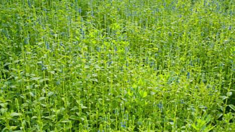 chia crop with blue flowers swinging in the air at organic farm.