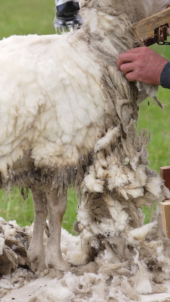 Farmer shearing white sheep. Soft wool of a sheep is cutting by a worker with a special electric machine outdoors. Shearing sheep for production of wool fleece. Vertical video