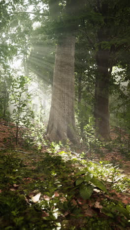 rayos de sol que fluyen a través de un bosque de niebla