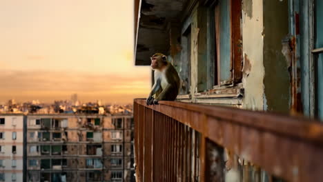 monkey on a balcony at sunset
