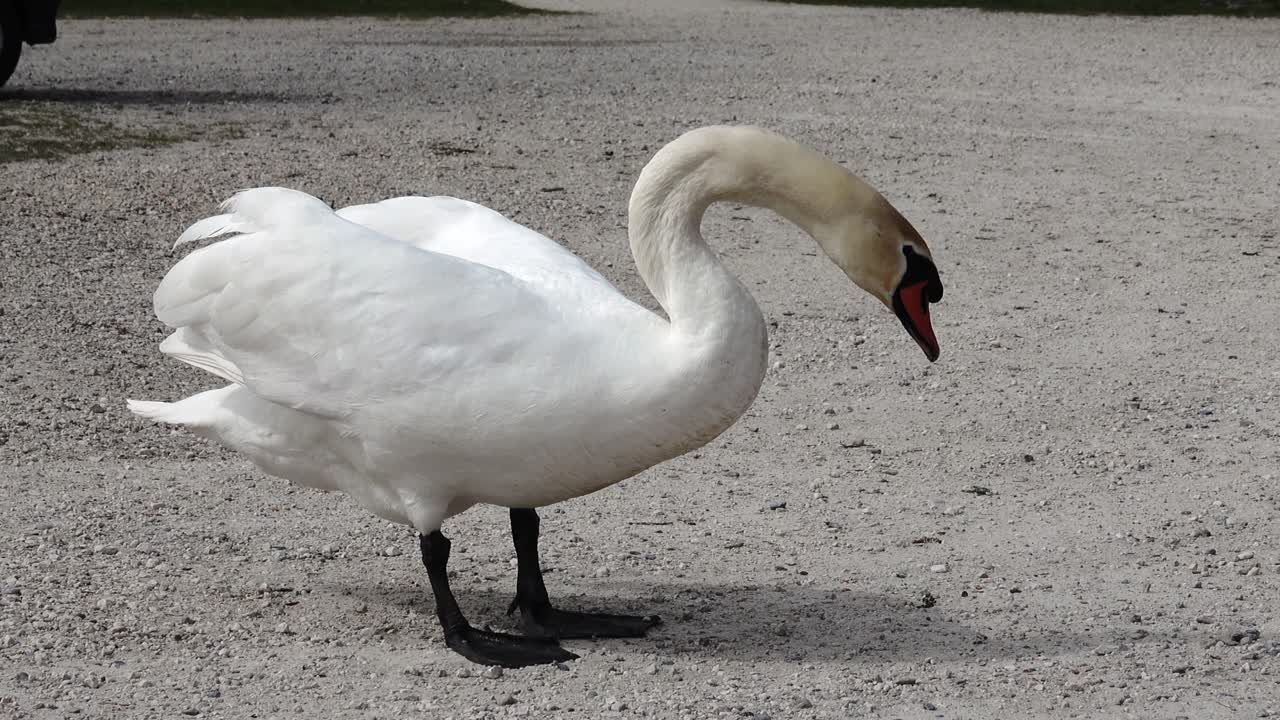 el cisne artesano blanco se come el alimento de un hombre de una mano