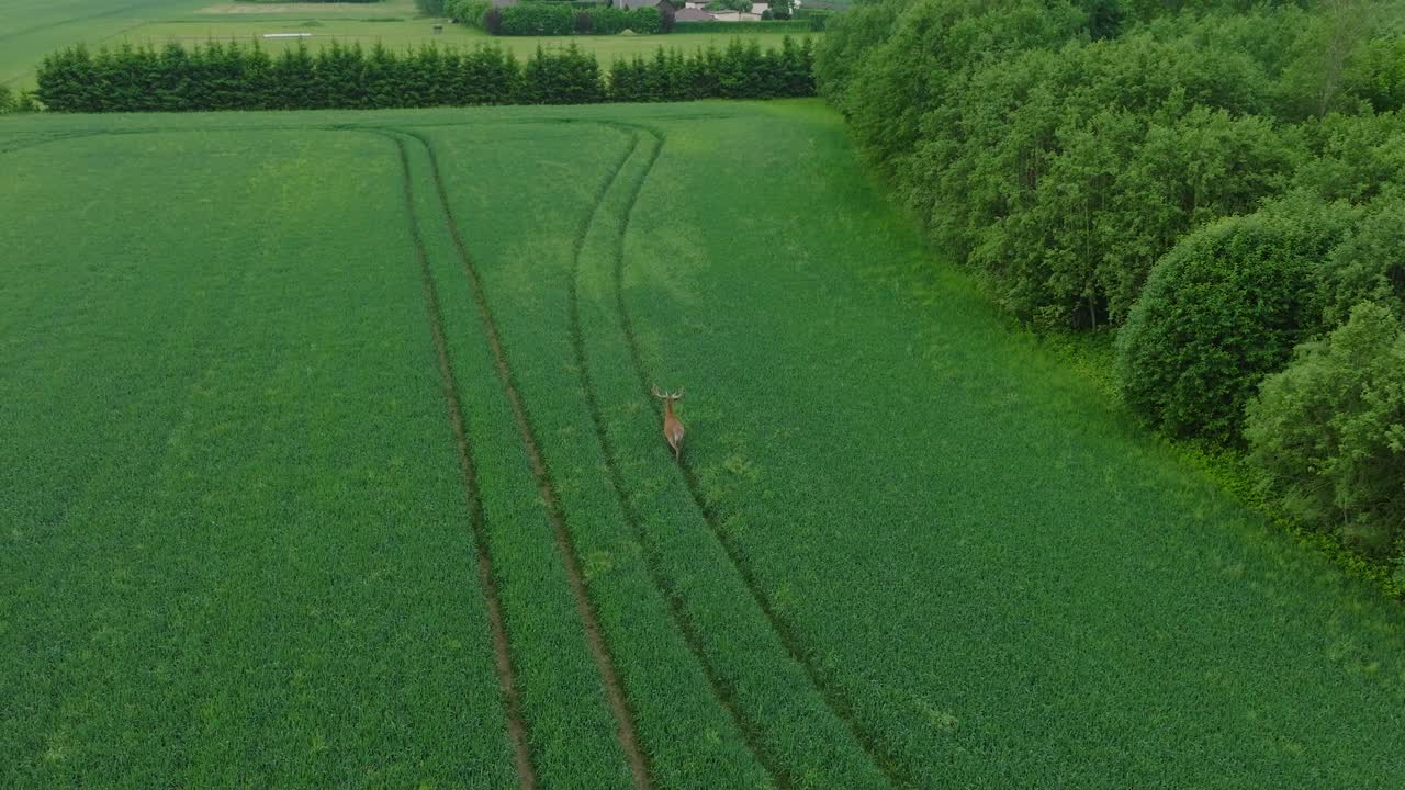 신선한 초록색 농경지를 가로질러 달리는 수 은 사의 공중 촬영, 은 여름 아침, 넓은 새 눈 드론 추적 촬영
