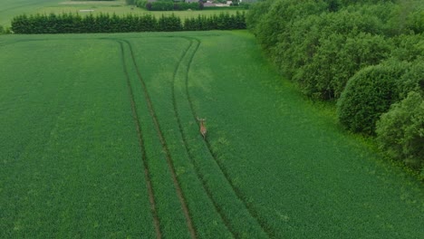 Toma-Aérea-De-Establecimiento-De-Un-Ciervo-Rojo-Macho-Corriendo-A-Través-Del-Campo-Agrícola-Verde-Fresco,-Soleada-Mañana-De-Verano,-Amplio-Disparo-De-Seguimiento-De-Drones-De-Ojo-De-Pájaro-Avanzando