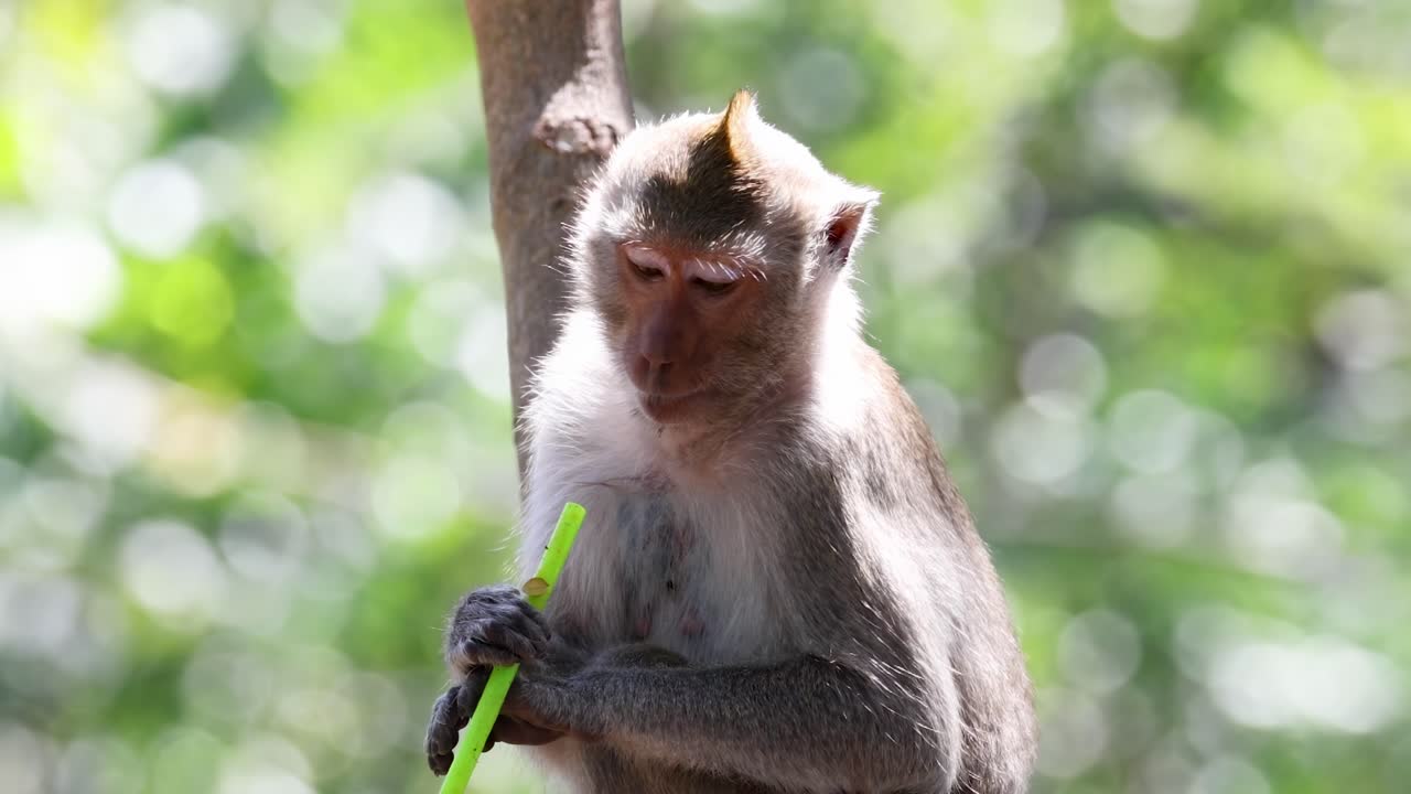 A curious monkey inspects and nibbles on a green straw while perched on a tree branch.