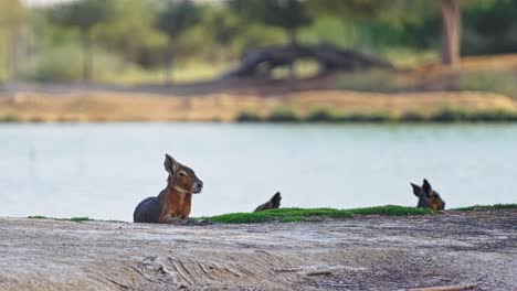 At-the-water’s-edge,-where-glassy-surface-mirrors-the-sky,-young-deer-rest