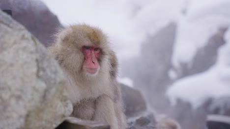 Japanischer-Makaken,-Tiefer-Nachdenklicher-Gesichtsausdruck,-Sitzend-Im-Dampfenden-Wasser