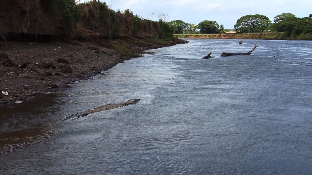 gran cocodrilo nadando muy cerca de la orilla del río tarcoles en costa rica