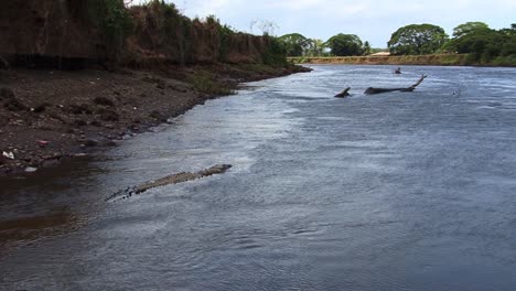 big crocodile swimming very close to the shore of the tarcoles river in costa rica