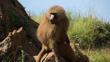 Baboon-07