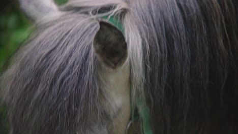 Süßes-Pony-Mit-Langen-Haaren-Frisst-Blätter-Während-Der-Handgehaltenen-Zeitlupe-Im-Sommer