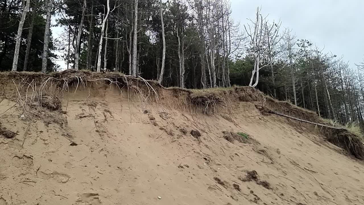 daños por erosión costera del bosque de newborough y disminución de los árboles boscosos a lo largo de la costa de anglesey