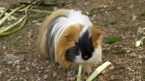 guinea pig k